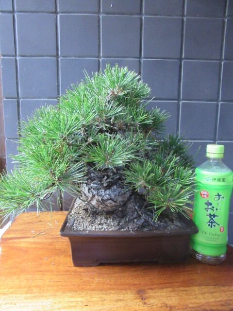 盆栽 五葉松 樹高30cm|松 盆栽 五葉松 樹高30cm|松