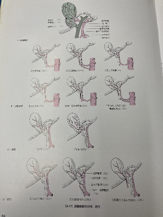 消化器外科手術のための解剖学 -小腸・大腸,肛門部疾患,肝臓・胆嚢・胆道系,膵臓・脾臓 メジカルビュー社 正紀, 松野