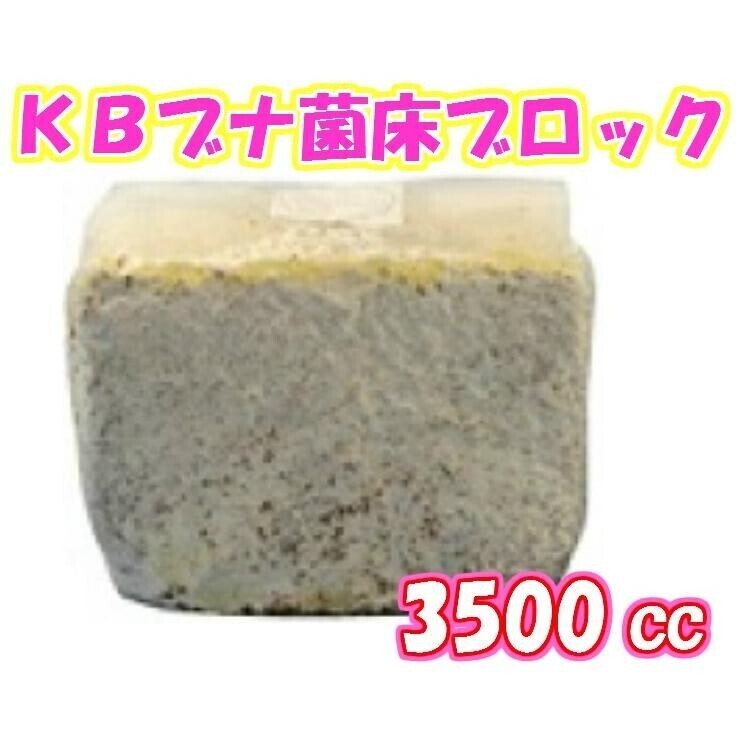 ＫＢブナ菌床ブロック　3500cc×５個セット