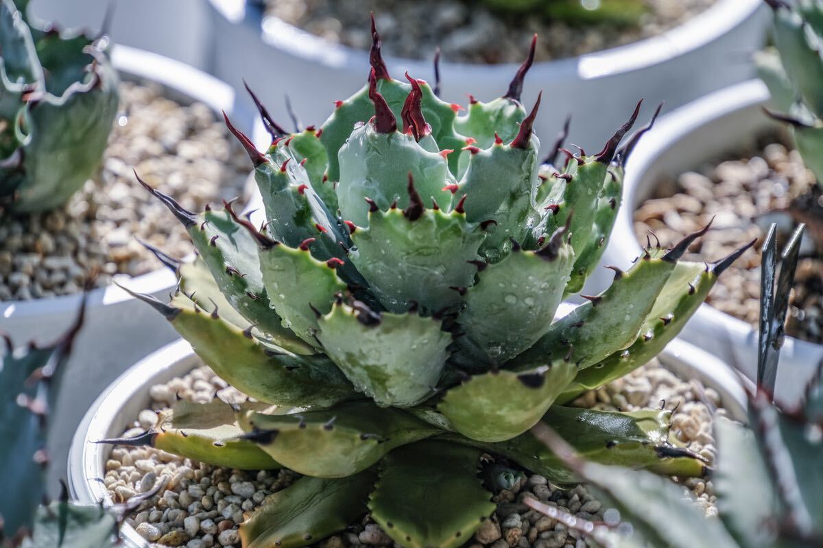 子株】八荒殿×甲蟹 マクロアカンサ×イシスメンシス hybrid Agave 子株】八荒殿×甲蟹 マクロアカンサ×イシスメンシス hybrid Agave