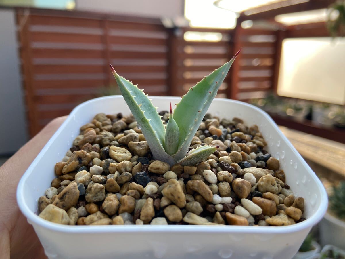子株】八荒殿×甲蟹 マクロアカンサ×イシスメンシス hybrid Agave 子株】八荒殿×甲蟹 マクロアカンサ×イシスメンシス hybrid Agave