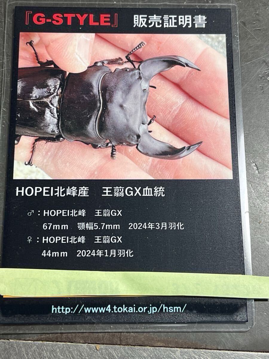 HOPEI オオクワガタ北峰産 王翦GX血統 極太幼虫4頭(800cc HOPEI オオクワガタ北峰産 王翦GX血統 極太幼虫4頭(800cc