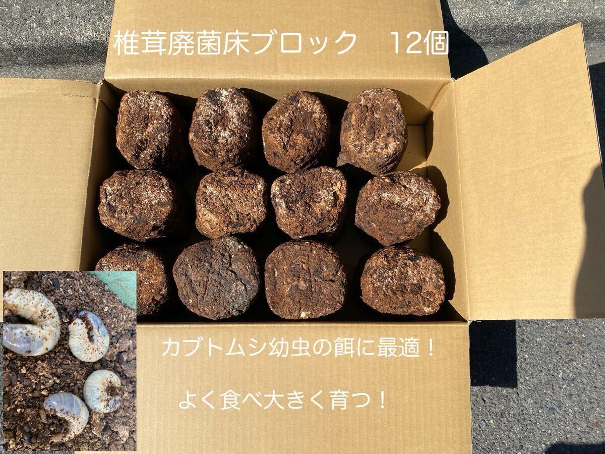 カブトムシ幼虫の餌に　椎茸廃菌床ブロック12個 ⑤