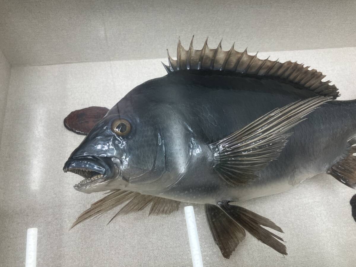 黒鯛 剥製 約48センチ チヌ 魚 ケース付き(フィッシング)｜売買