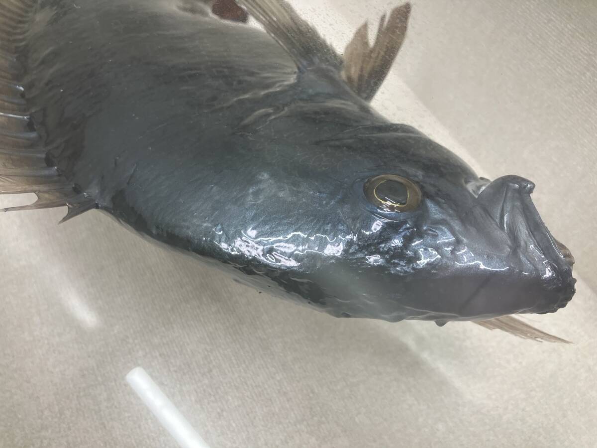 黒鯛 剥製 約48センチ チヌ 魚 ケース付き(フィッシング)|売買 黒鯛 剥製 約48センチ チヌ 魚 ケース付き(フィッシング)|売買