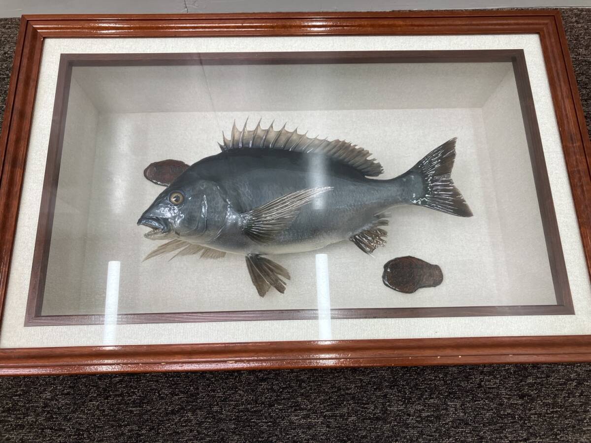 黒鯛 剥製 約48センチ チヌ 魚 ケース付き(フィッシング)|売買 黒鯛 剥製 約48センチ チヌ 魚 ケース付き(フィッシング)|売買