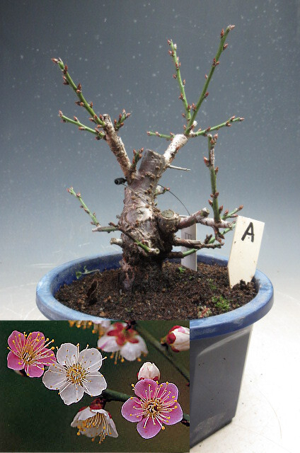 梅 盆栽 日月梅(一重・紅白咲き分け)【現品】プラ鉢 A|盆栽 梅 盆栽 日月梅(一重・紅白咲き分け)【現品】プラ鉢 A|盆栽