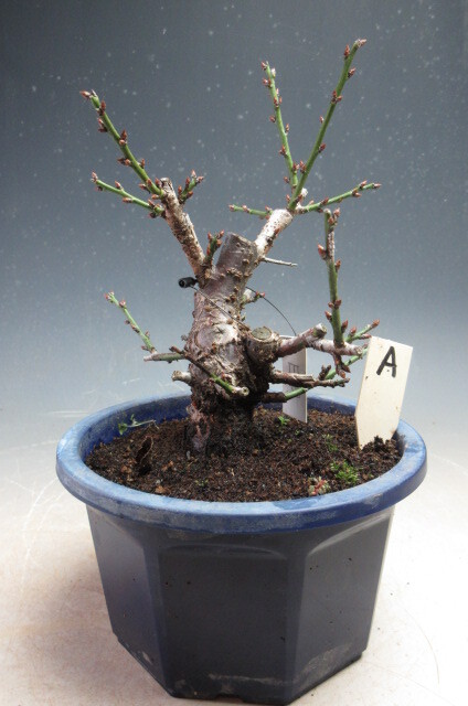 梅 盆栽 日月梅(一重・紅白咲き分け)【現品】プラ鉢 A|盆栽 梅 盆栽 日月梅(一重・紅白咲き分け)【現品】プラ鉢 A|盆栽