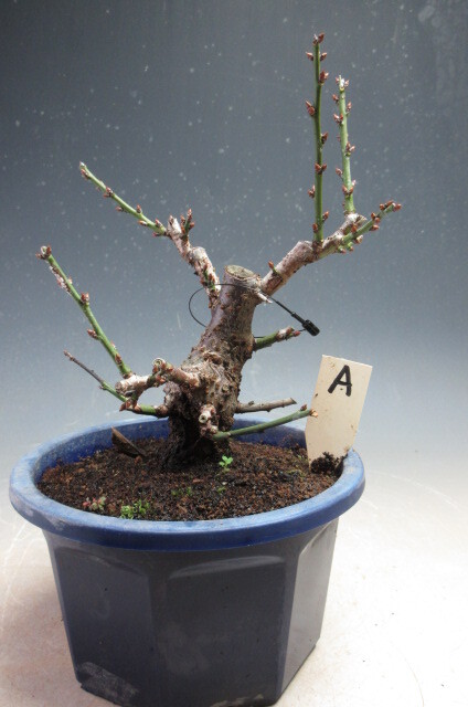 梅 盆栽 日月梅(一重・紅白咲き分け)【現品】プラ鉢 A|盆栽 梅 盆栽 日月梅(一重・紅白咲き分け)【現品】プラ鉢 A|盆栽