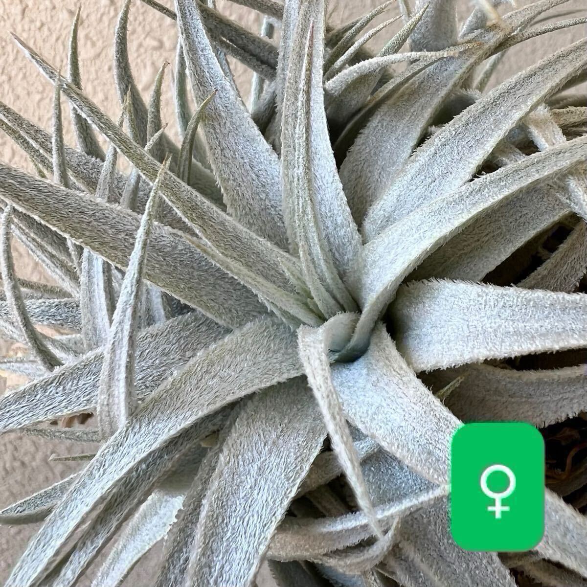 tillandsia Gardneri Rupicola wild 速達発送 tillandsia Gardneri Rupicola wild 速達発送