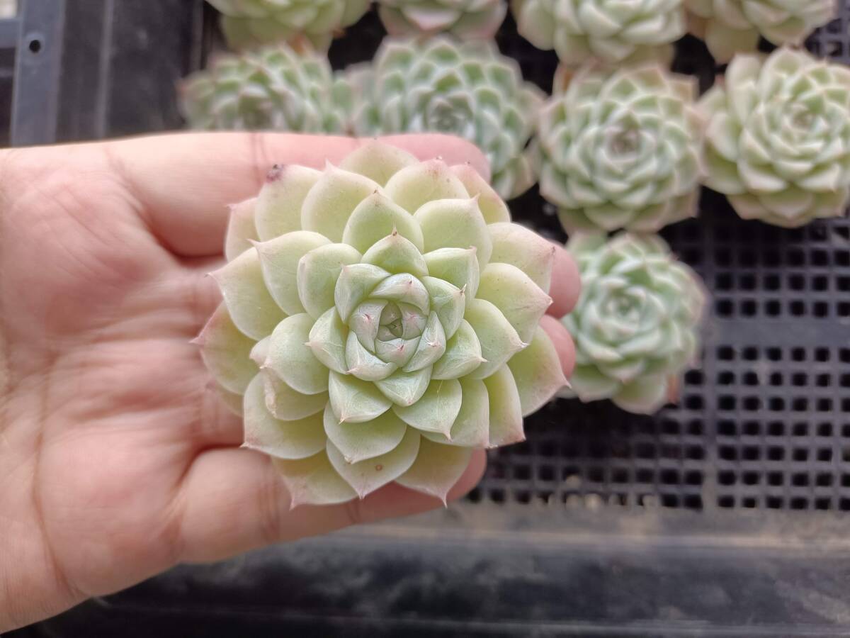 1119-fw133 white Queen 16 piece succulent plant Korea ekebe rear 