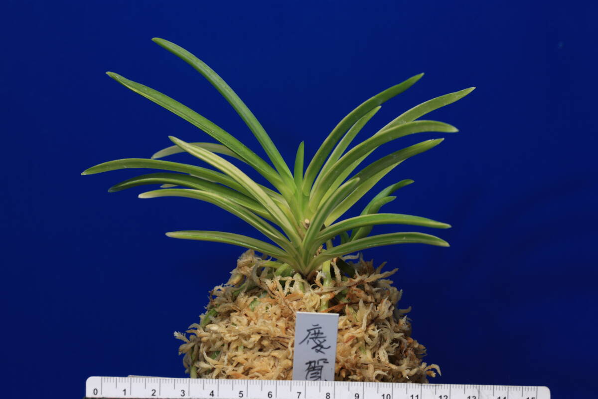 富貴蘭★慶賀★長生蘭/セッコク/山野草