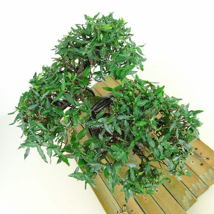 item_image_7