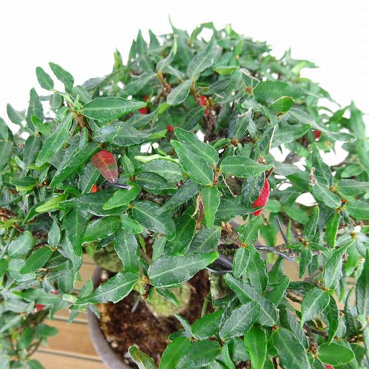 item_image_8