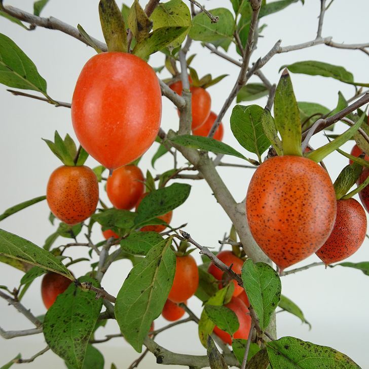 盆栽 老爺柿 紅大福 樹高 約32cm ろうやがき Diospyros 盆栽 老爺柿 紅大福 樹高 約32cm ろうやがき Diospyros