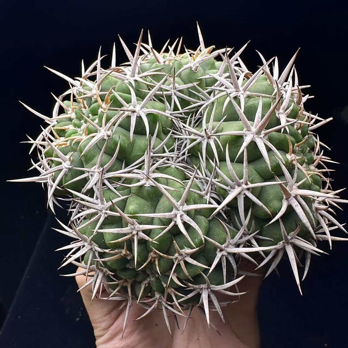 9G サボテン ギムノカリキュウム フェロシオール　綴化 Gymnocalycium hybopleurum v.ferocior seedlings 7頭