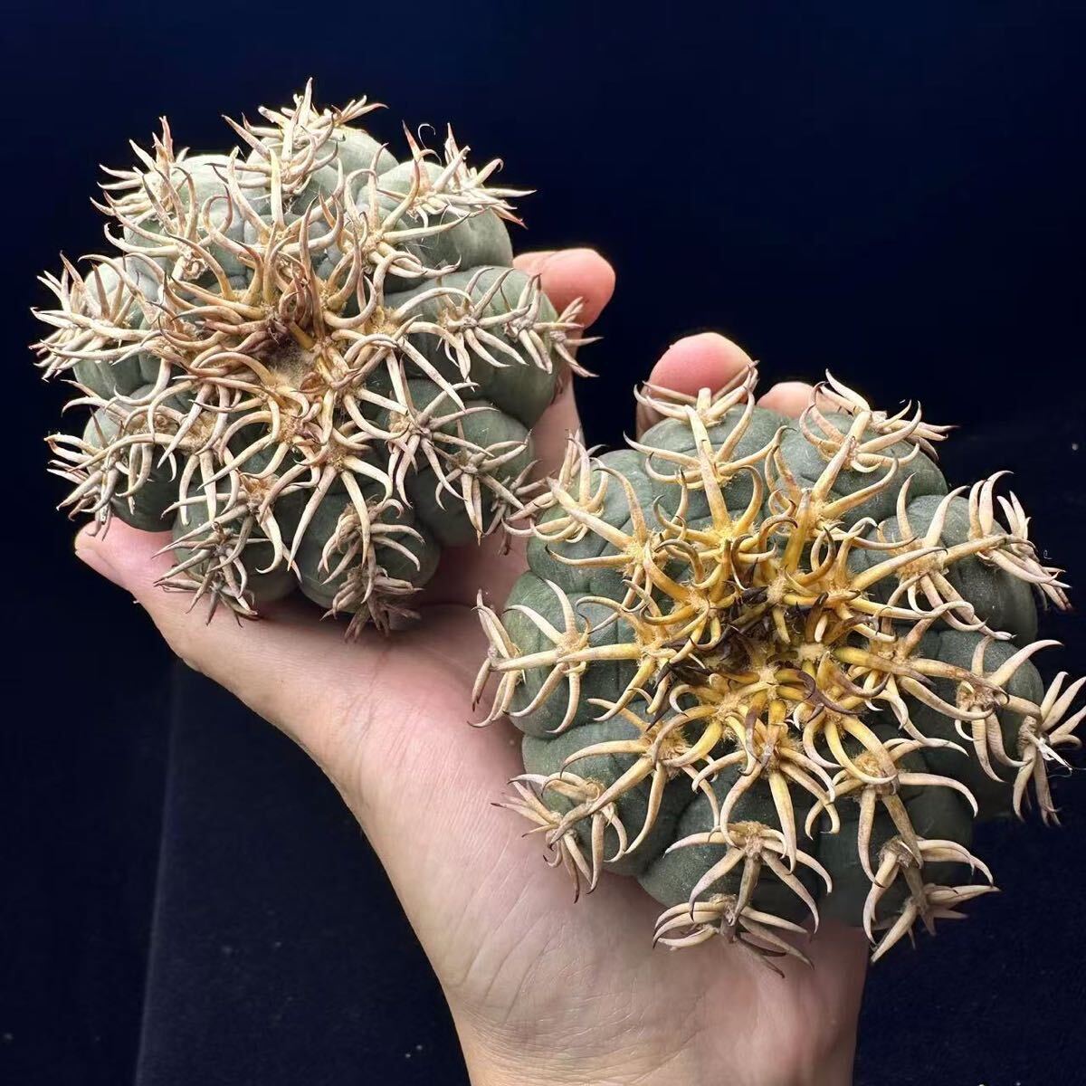 65Gサボテン 多肉植物 短刺天平丸 ギムノカリキウム 強棘 2株同梱