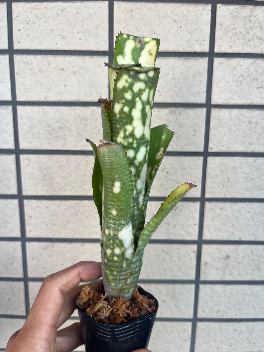 Bibian 比比昂- ブロメリアbillbergia talbot lens gem Bibian 比比昂- ブロメリアbillbergia talbot lens gem