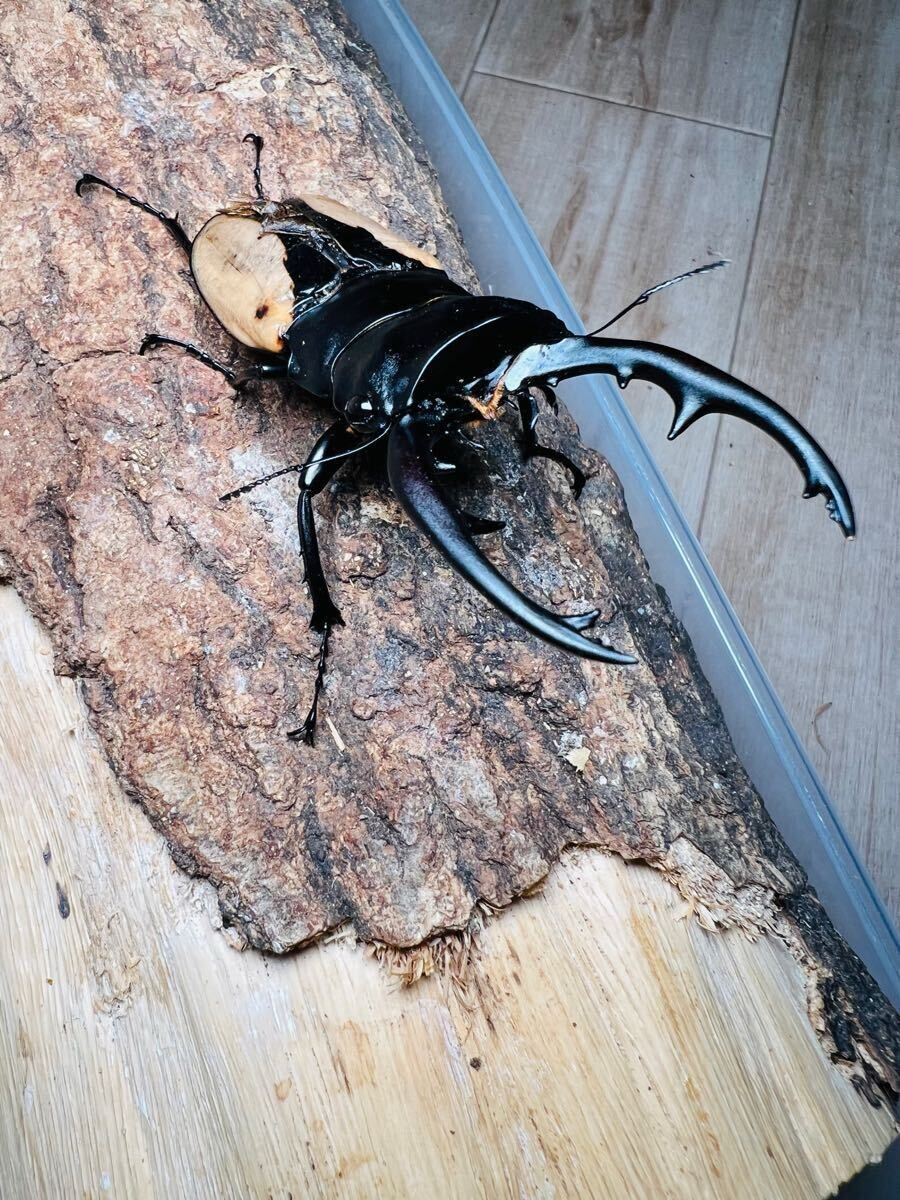 長歯 ブルマイスター ♂101mm ♀58.5mm ペア 大型 死虫 標本用 長歯 ブルマイスター ♂101mm ♀58.5mm ペア 大型 死虫 標本用