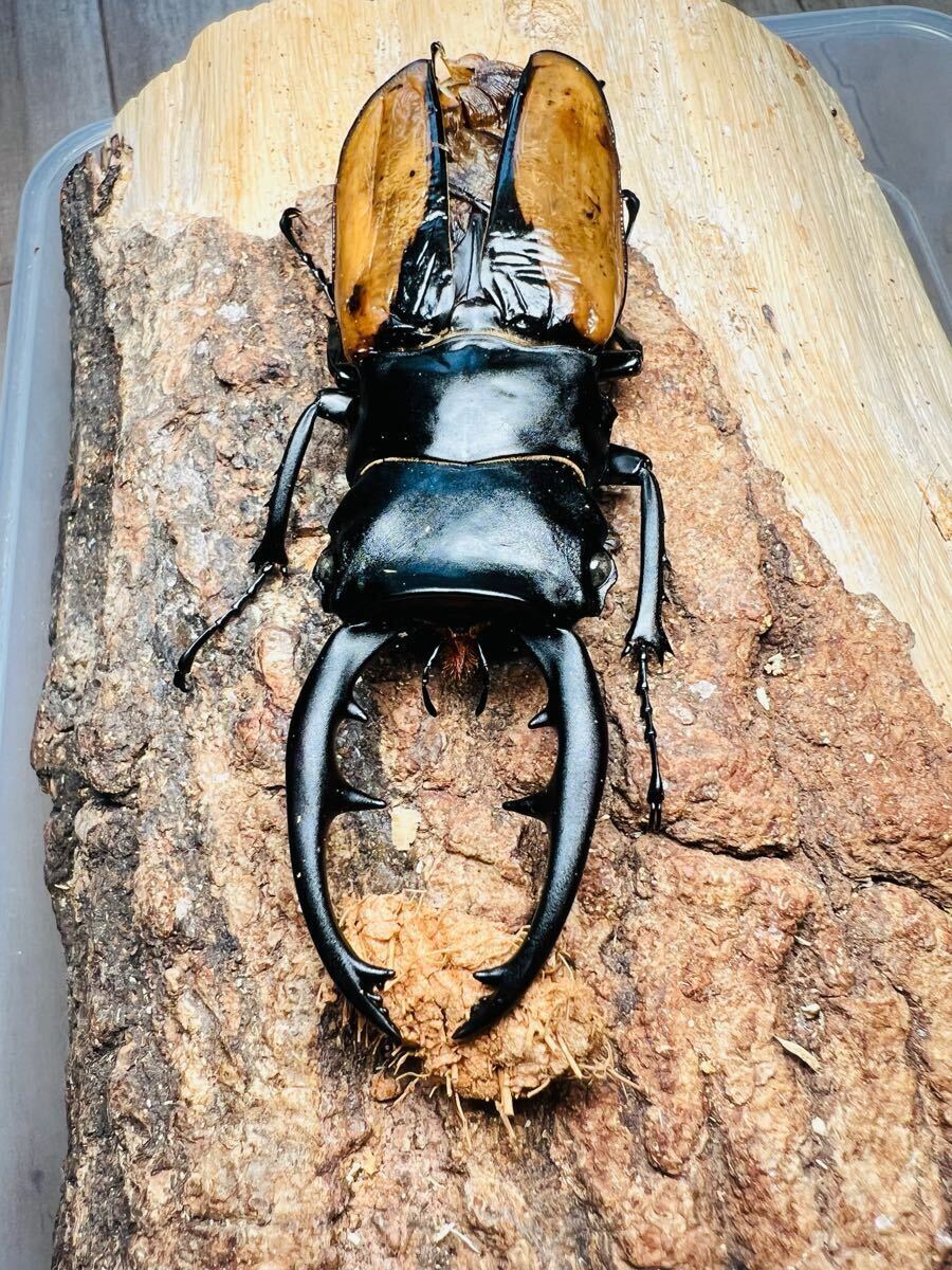 長歯 ブルマイスター ♂101mm ♀58.5mm ペア 大型 死虫 標本用 長歯 ブルマイスター ♂101mm ♀58.5mm ペア 大型 死虫 標本用