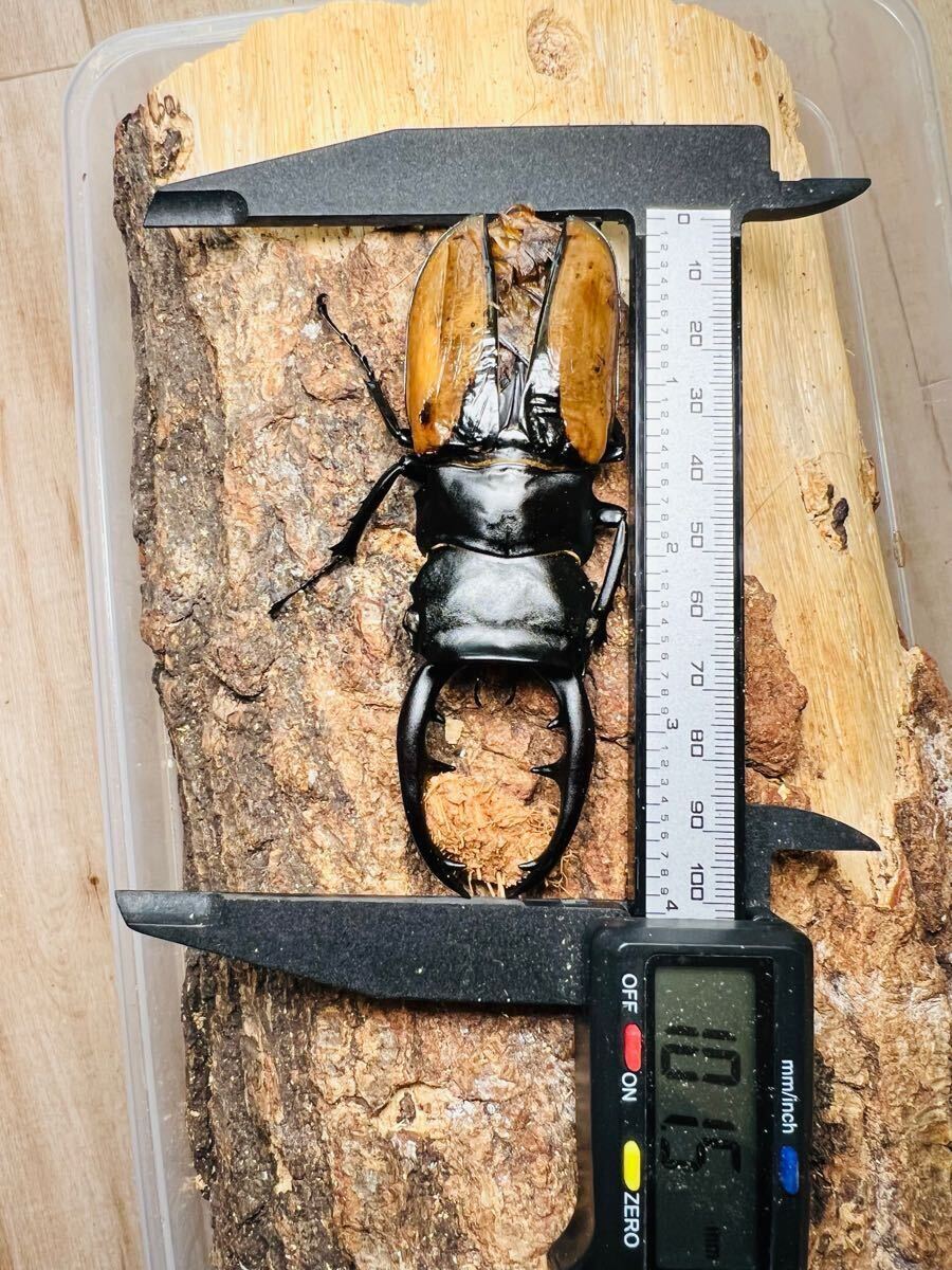 長歯 ブルマイスター ♂101mm ♀58.5mm ペア 大型 死虫 標本用 長歯 ブルマイスター ♂101mm ♀58.5mm ペア 大型 死虫 標本用