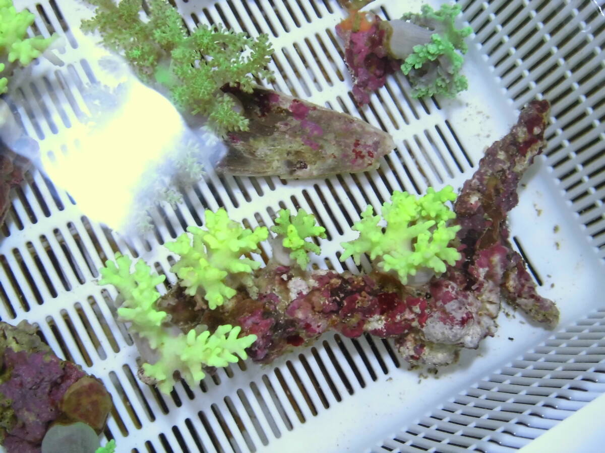 極美!!　石垣島採取・ナグラカタトサカライトグリーン・（土台約１５ｃｍ）４本付　００２