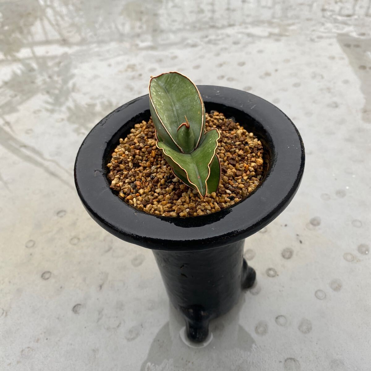 サンスベリア バナナ ショート フォーム SANSEVIERIA BANANA サンスベリア バナナ ショート フォーム SANSEVIERIA BANANA