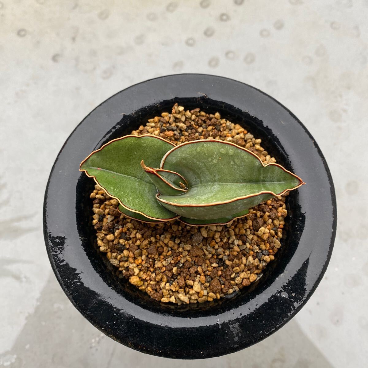 サンスベリア バナナ ショート フォーム SANSEVIERIA BANANA サンスベリア バナナ ショート フォーム SANSEVIERIA BANANA