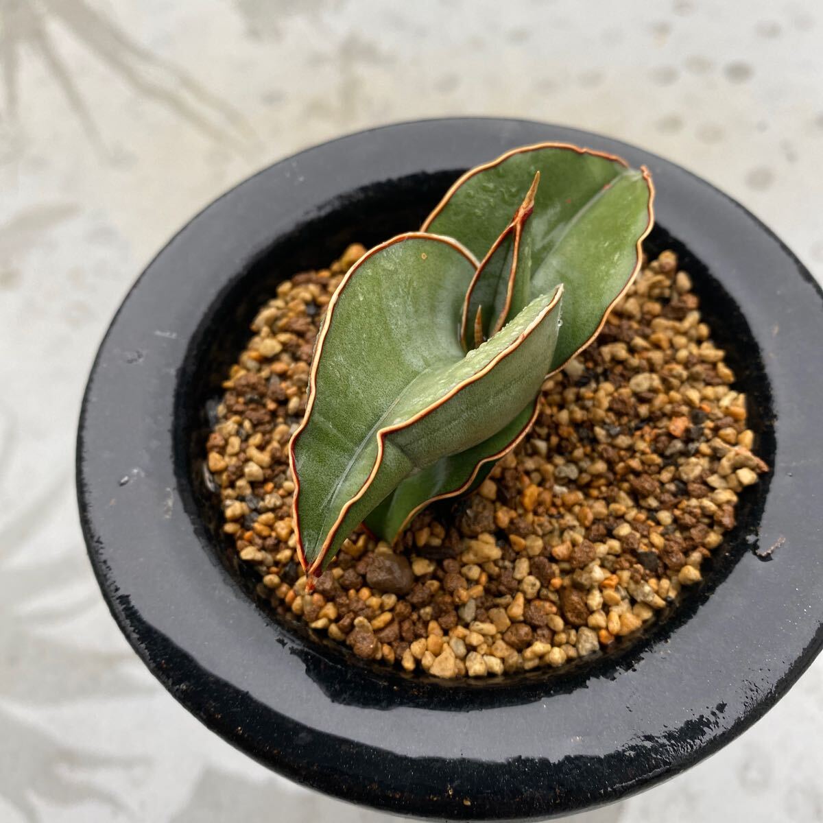 サンスベリア バナナ ショート フォーム SANSEVIERIA BANANA サンスベリア バナナ ショート フォーム SANSEVIERIA BANANA