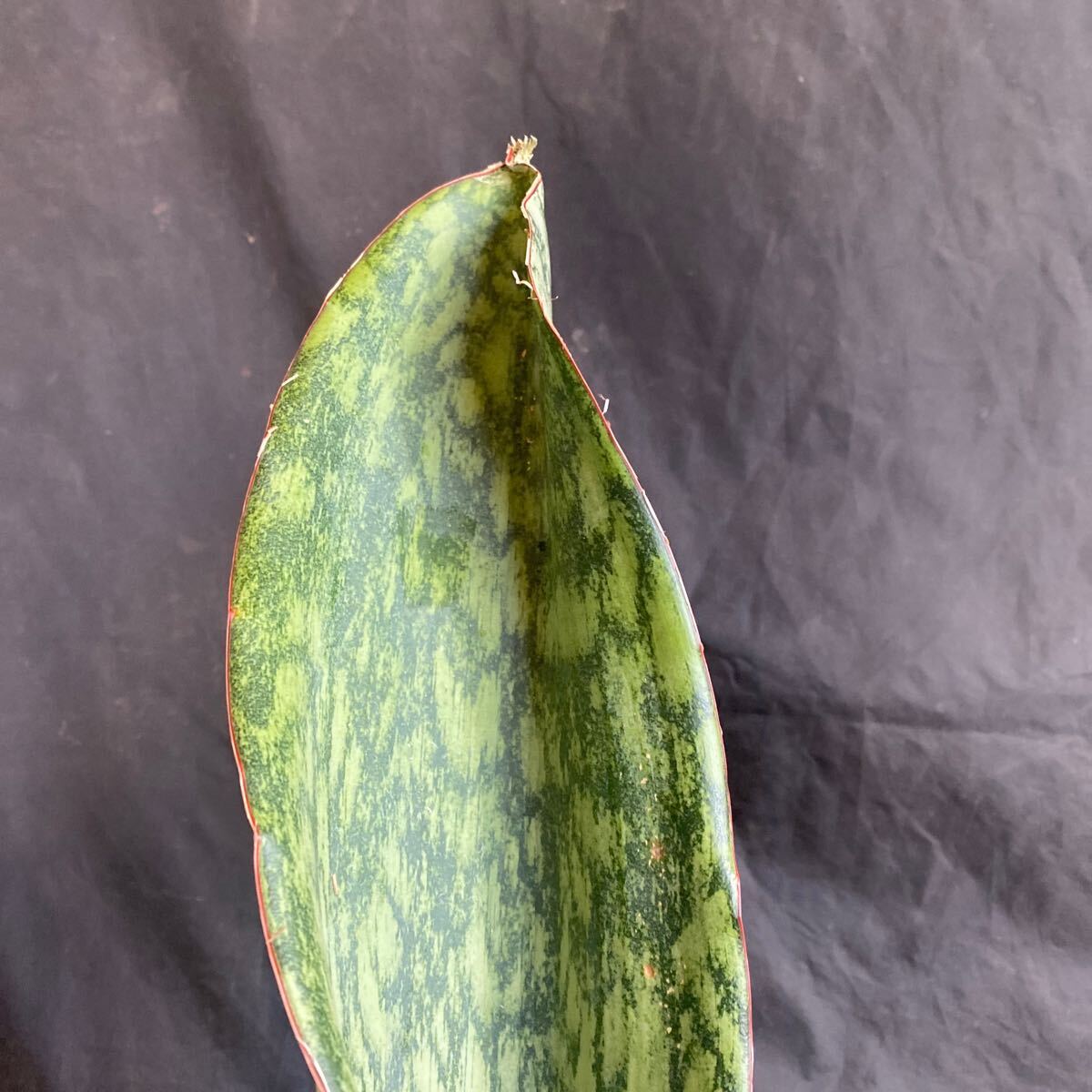 サンスベリア SANSEVIERIA Sp AUBRYTHIANA 'LURIK' Super Rare サンスベリア SANSEVIERIA Sp AUBRYTHIANA 'LURIK' Super Rare
