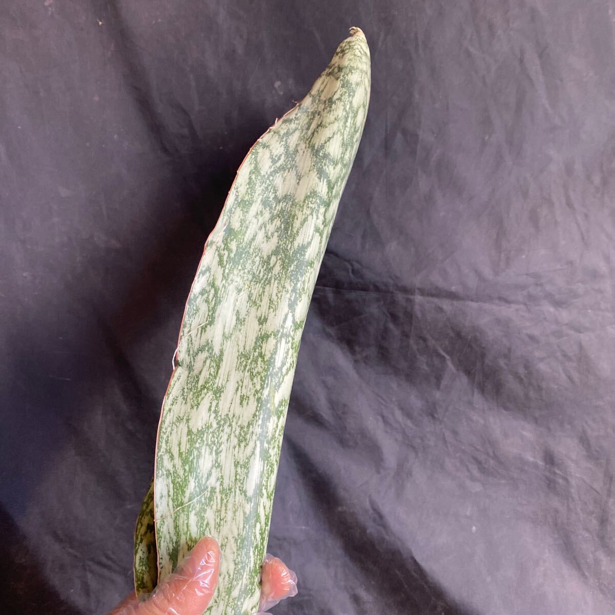 サンスベリア SANSEVIERIA Sp AUBRYTHIANA 'LURIK' Super Rare サンスベリア SANSEVIERIA Sp AUBRYTHIANA 'LURIK' Super Rare