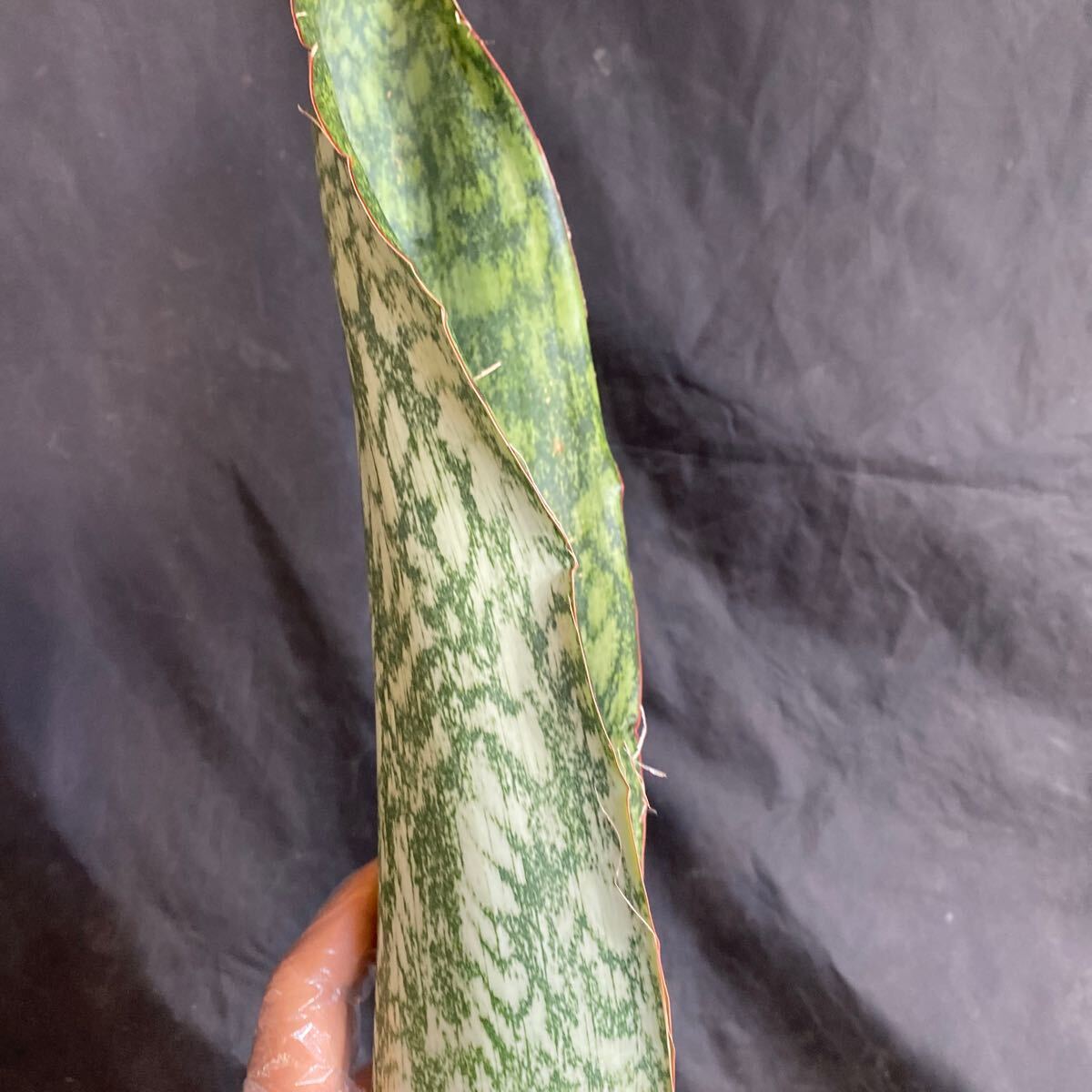 低価格の AUBRYTHIANA Sp サンスベリア ´LURIK´ レアな 超希少種 低価格の AUBRYTHIANA Sp サンスベリア ´LURIK´ レアな 超希少種