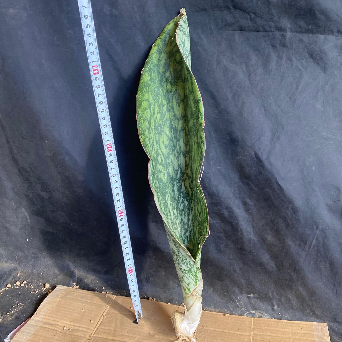 サンスベリア SANSEVIERIA Sp AUBRYTHIANA 'LURIK' Super Rare サンスベリア SANSEVIERIA Sp AUBRYTHIANA 'LURIK' Super Rare