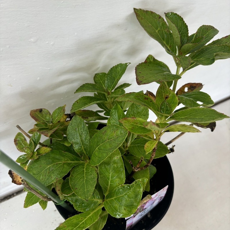 * hydrangea *[ flower ...]lino.... purple . flower 5 number pot potted plant hydrangea 