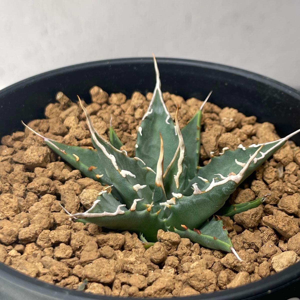 アガベ ユタエンシス エボリスピナ 実生株 Agave utahensis アガベ ユタエンシス エボリスピナ 実生株 Agave utahensis