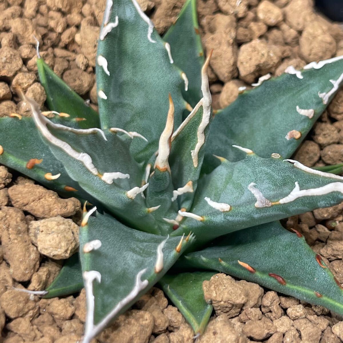 アガベ ユタエンシス エボリスピナ 実生株 Agave utahensis アガベ ユタエンシス エボリスピナ 実生株 Agave utahensis