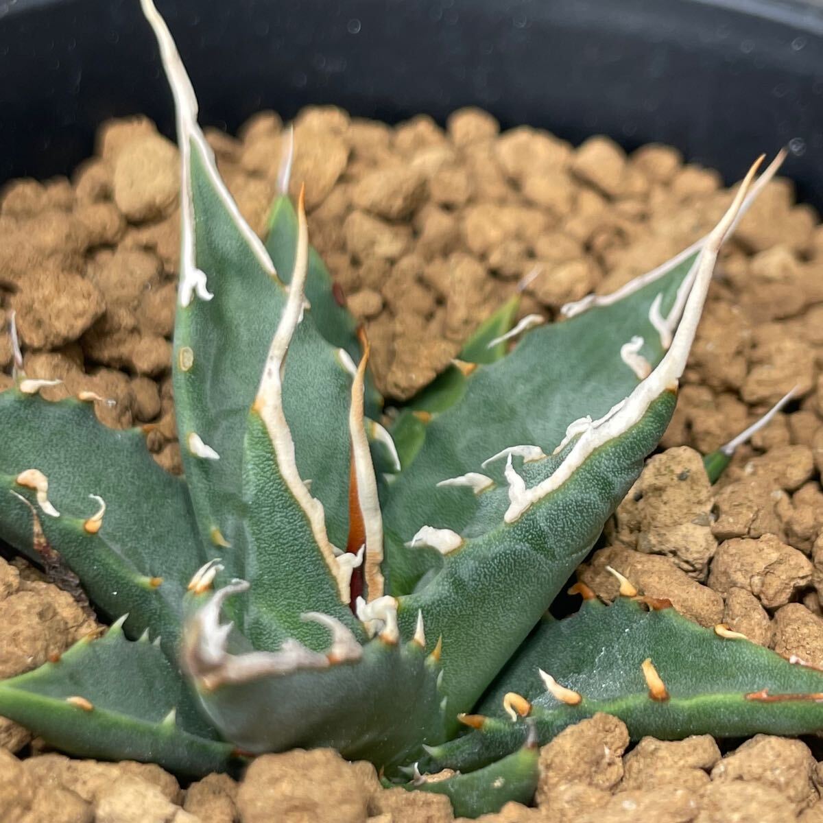 アガベ ユタエンシス エボリスピナ 実生株 Agave utahensis アガベ ユタエンシス エボリスピナ 実生株 Agave utahensis