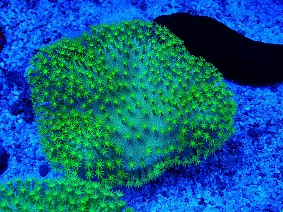 No.7umi mushrooms super green | soft coral aqua style You coral mail order sale yulayulaASY