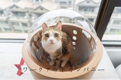 人気推薦 ★貓 キャットウォーク キャットステップ ベッド ハウス 壁付け 天然木 宇宙