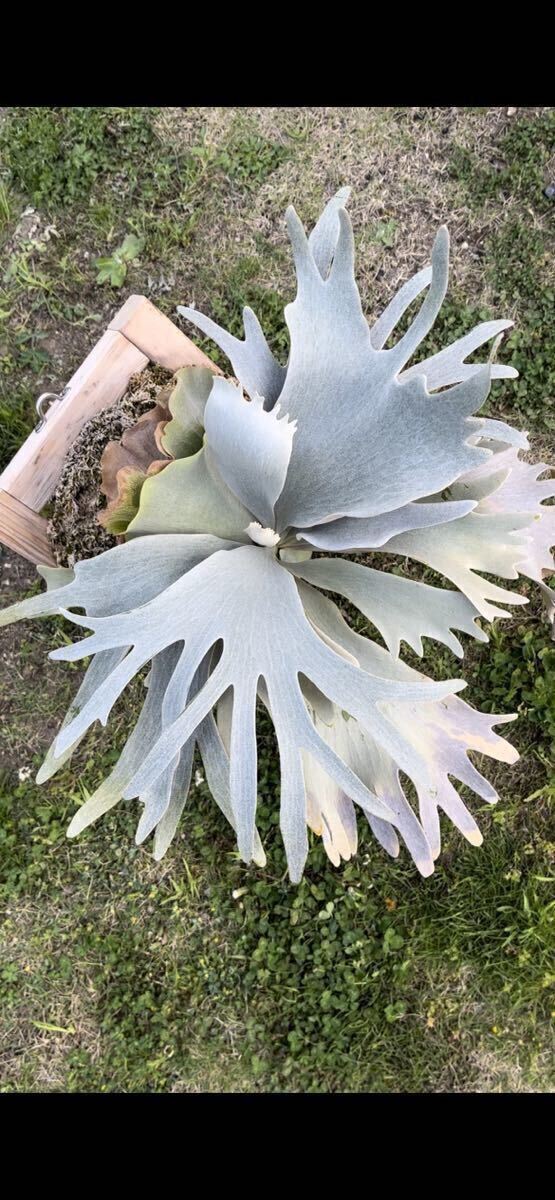 ビカクシダ ホワイトギズモ White gizmo white gizmo ギズモ ビカクシダ コウモリラン platycerium