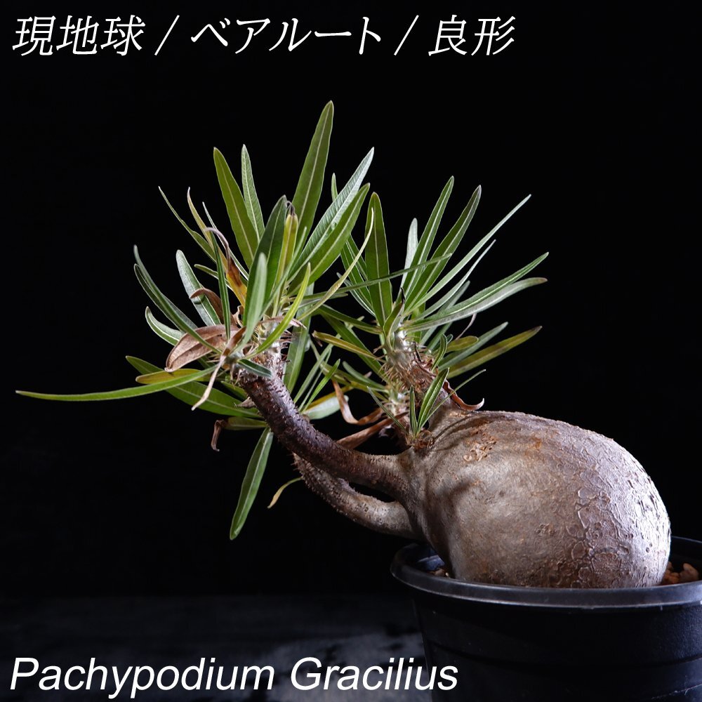 1円スタート 最落無し 発根済み パキポディウム グラキリス 中株 11cm Pachypodium 現地球 出葉済み 現地株 希少 輸入  塊根(観葉植物)｜売買されたオークション情報、Yahoo!オークション(旧ヤフオク!) の商品情報をアーカイブ公開 -  オークファン（aucfan.com）