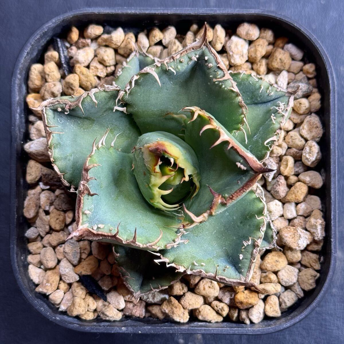 Yahoo!オークション - 【FK PLANTS】 Agave titanota '星空