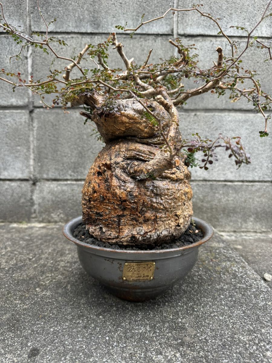 オペルクリカリア パキプス 発根済 / 塊根植物 コミフォラ オペルクリカリア パキプス 発根済 / 塊根植物 コミフォラ