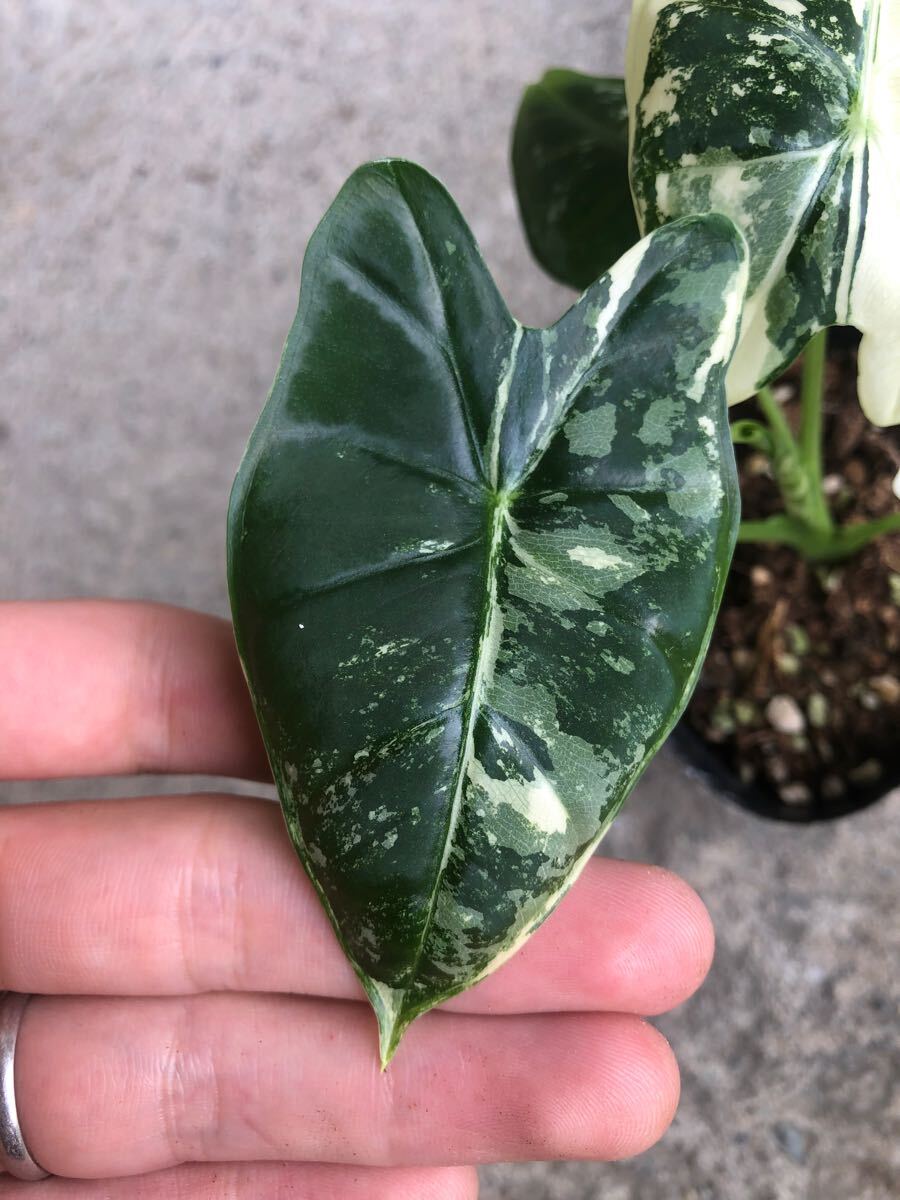 アロカシア グリーンベルベット 4号 Alocasia greenvelvet