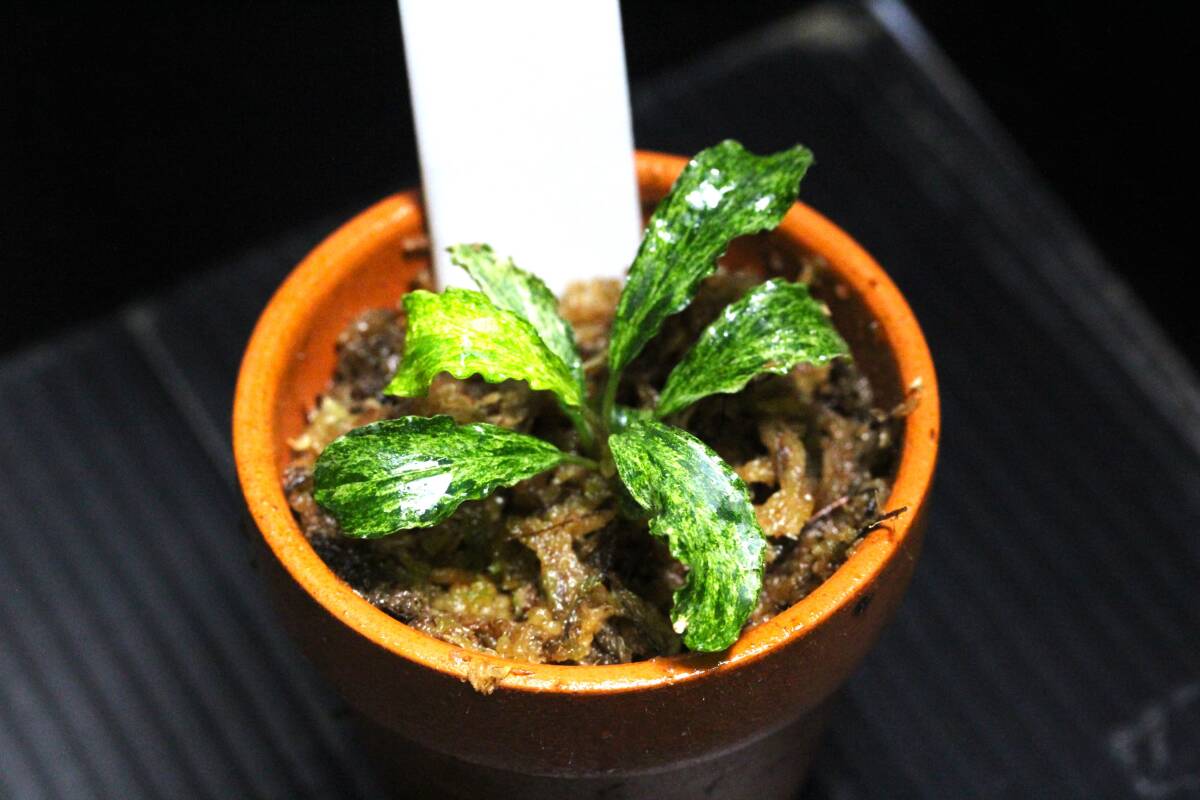 ブセファランドラspグリーンウェイビー(斑入り)