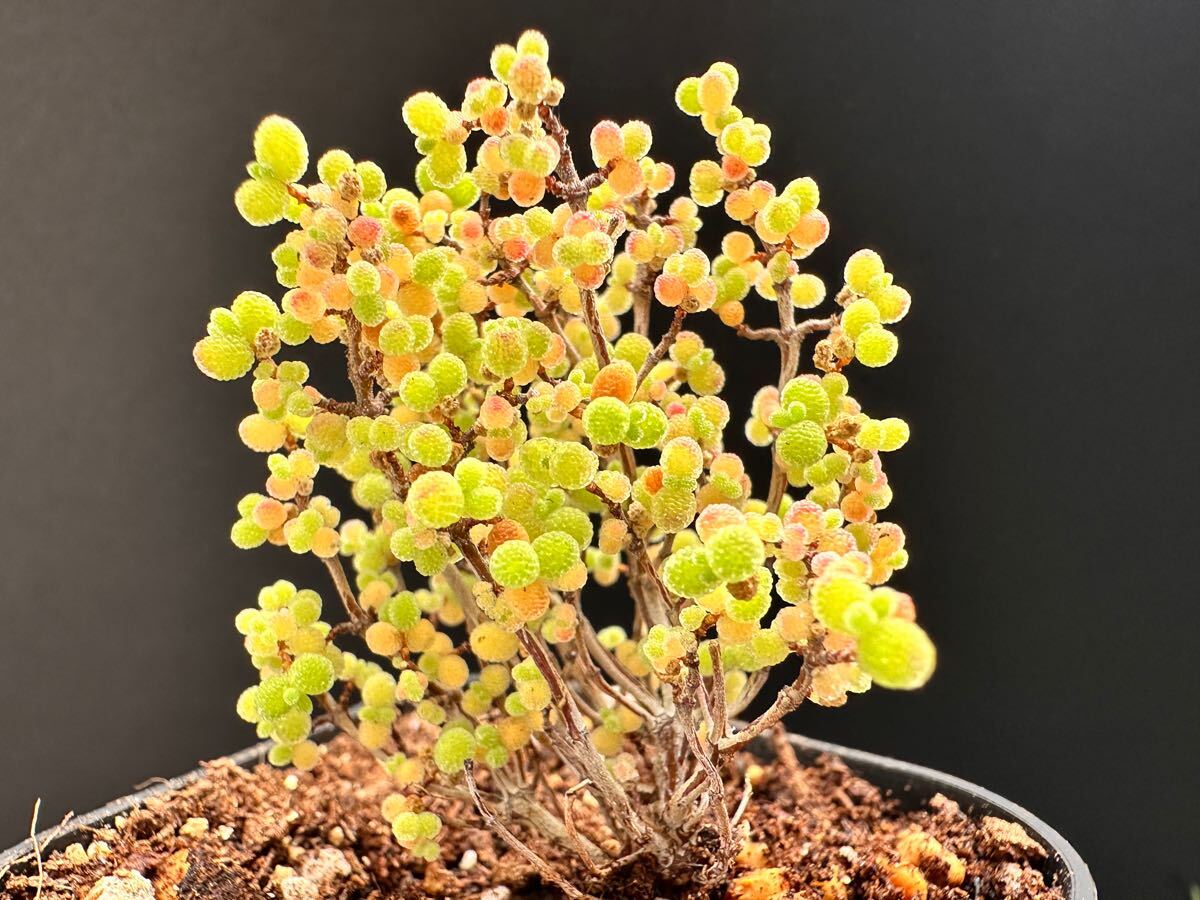 No.751 特選 観葉植物 ドロサンテマム　蜜橘 超レア 限定株 新入荷