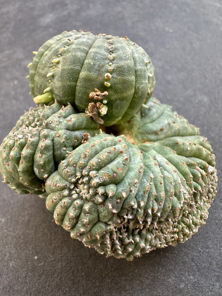 綴化】 Euphorbia Obesa ユーフォルビア オベサ 木質化