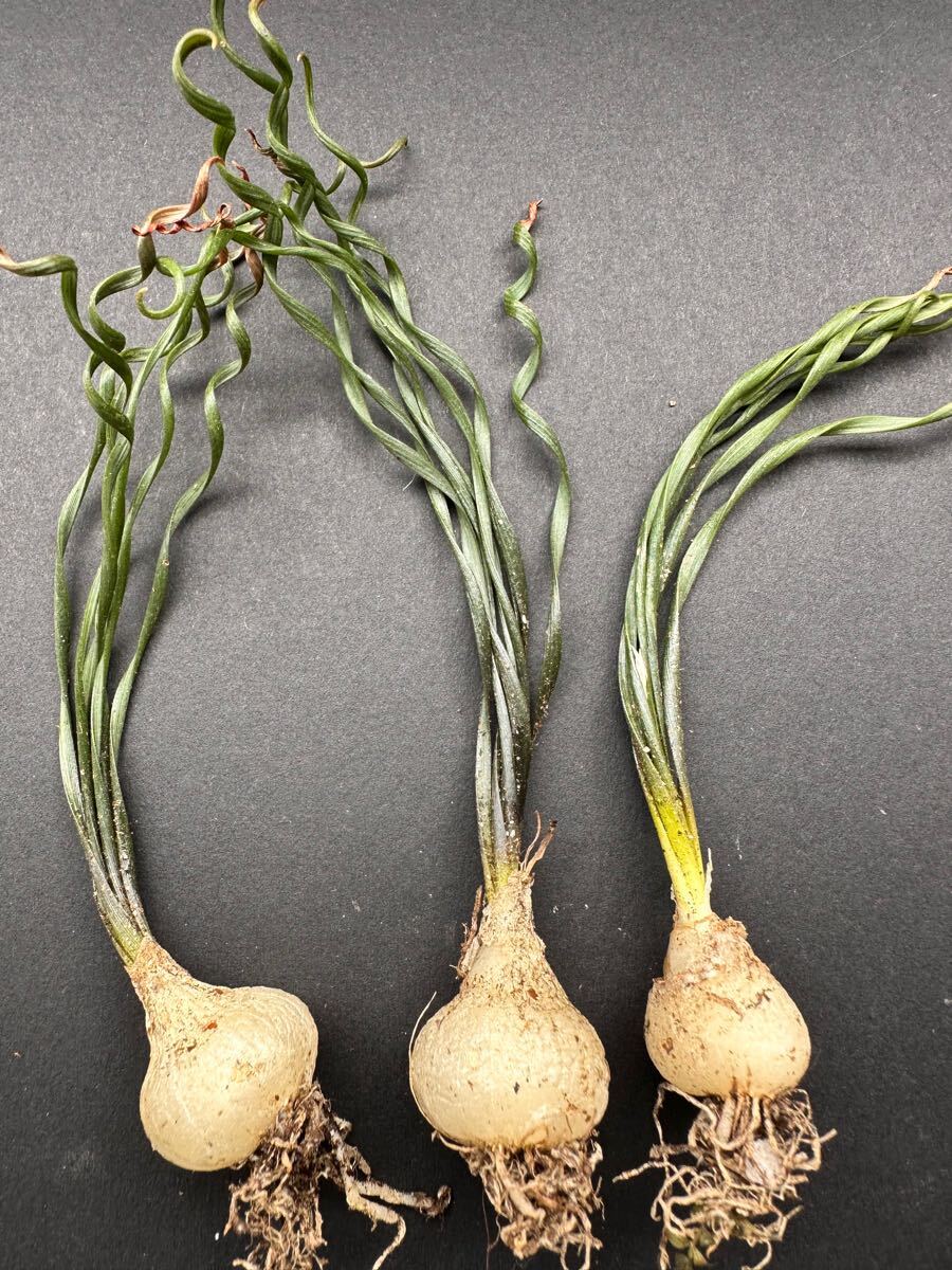 No.738 特選 珍奇植物 多肉植物 Albuca bruce-bayeri 厳選3株 大株