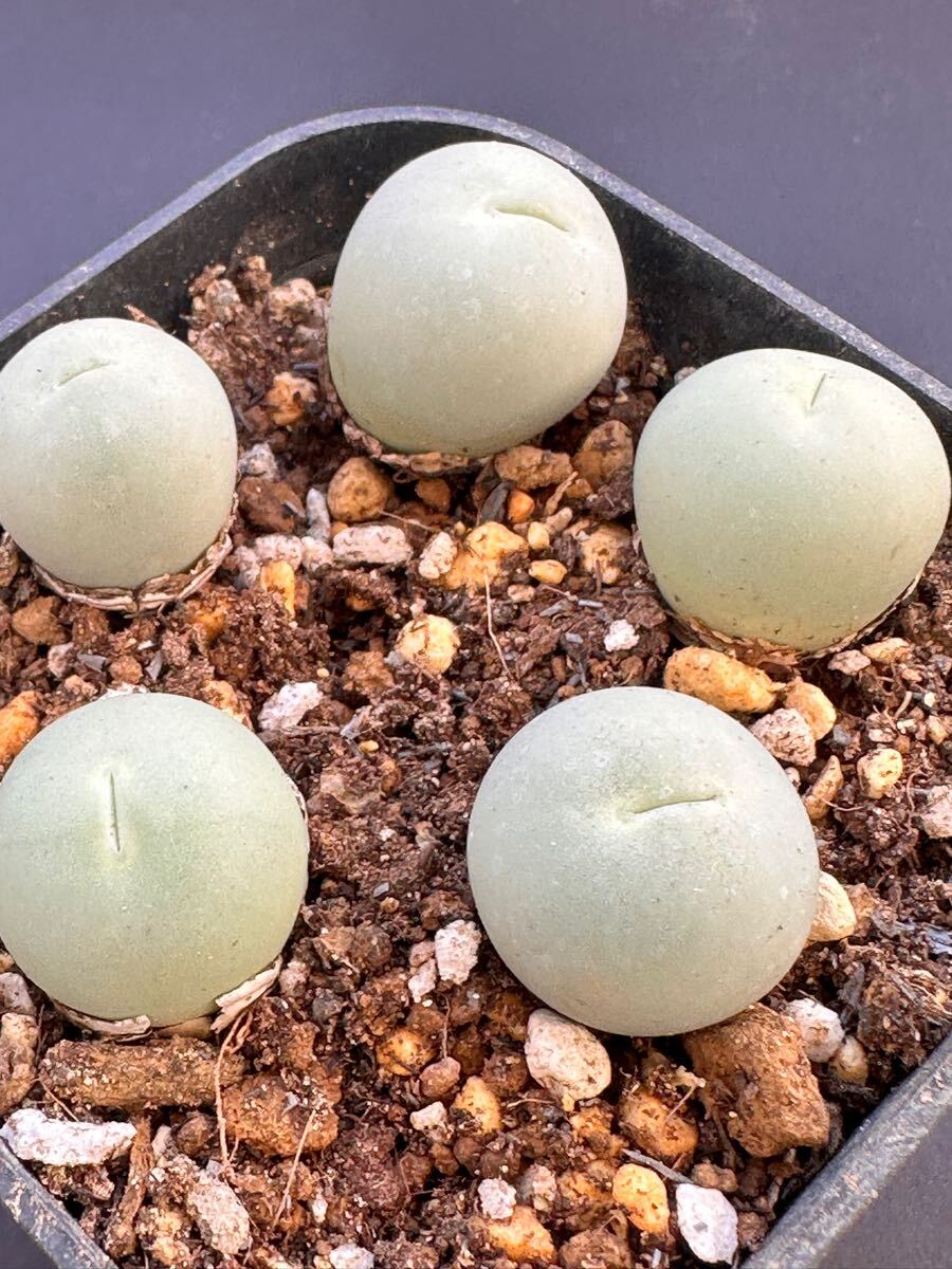 No.927 特選 多肉植物 コノフィツム カルキュルス 翡翠玉Conophytum calculus 厳選5株