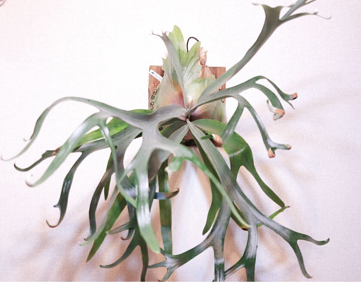 P.kirin(P.willinckii × P.bifurcatum japanese hybrid P.kirin(P.willinckii × P.bifurcatum japanese hybrid